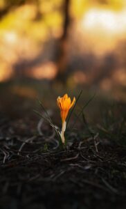 Close-up of a vibrant saffron flower growing on a forest floor in Türkiye.