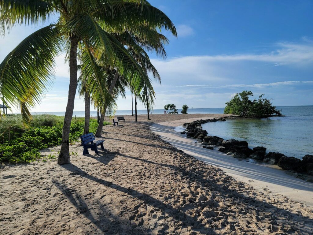 a person sitting on a bench under a palm tree