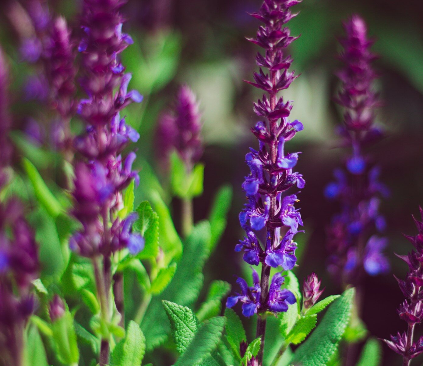 Texas Perennial Flowerbeds; a close up of purple flowers with green leaves