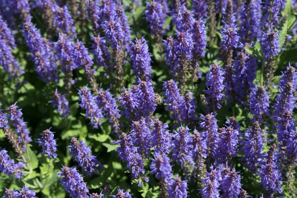 a bunch of purple flowers in a field