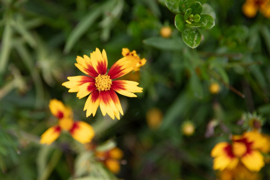 pink and yellow flower in tilt shift lens