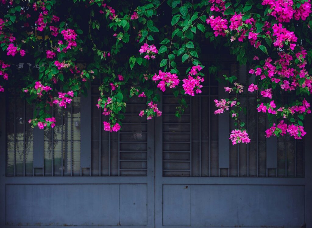 Perennial Vines for Flowerbeds; pink flowers on gray wall