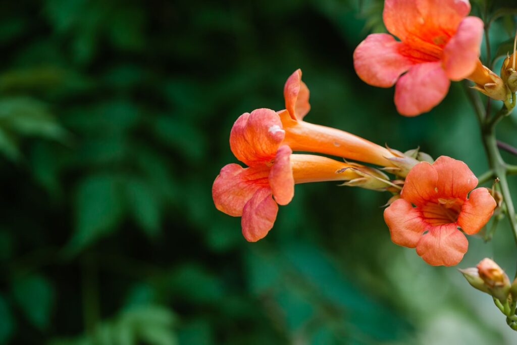 Perennial Vines for Flowerbeds; Close-up of vivid orange trumpet vine flowers (Campsis radicans) with lush green backdrop.