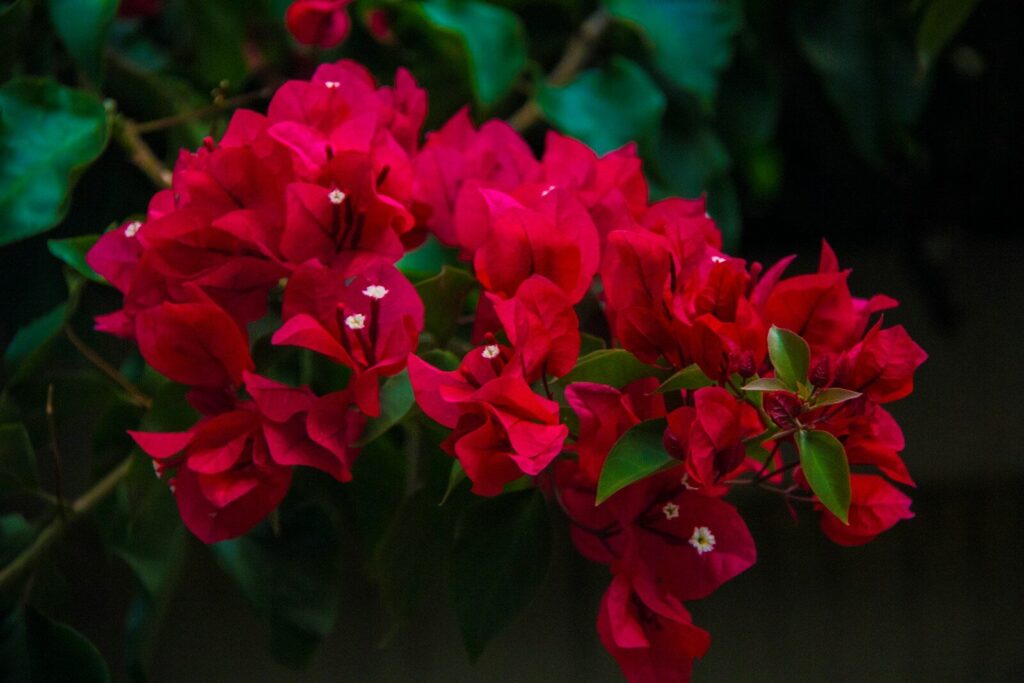 red leafy flowers