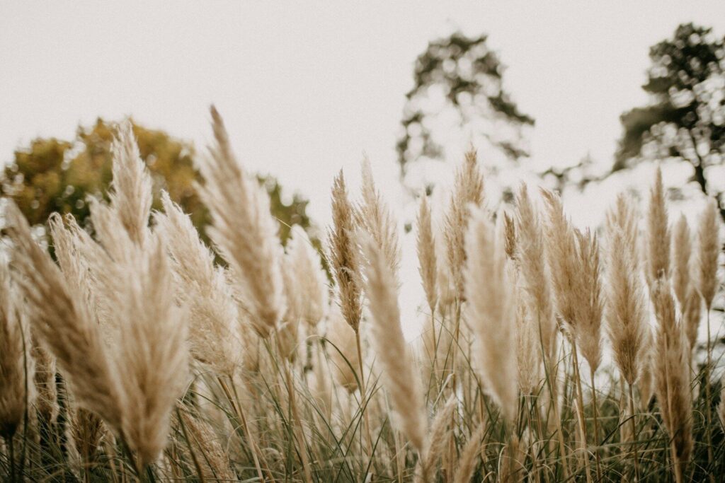 a field of tall grass with trees in the background