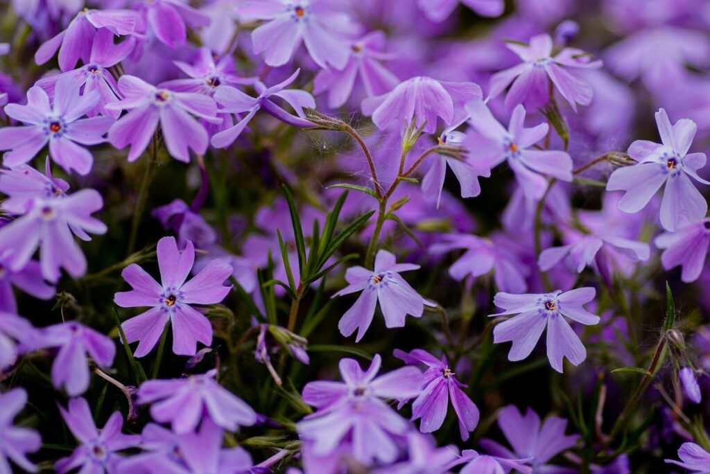 purple flowers