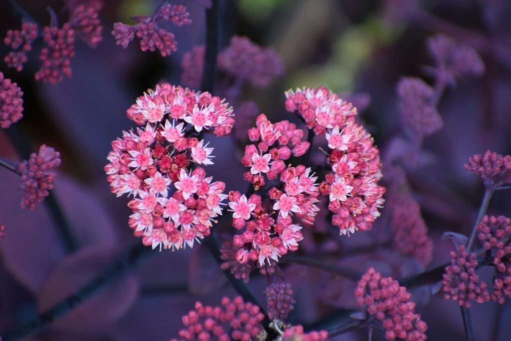 Perennial Flowerbeds; shallow focus photo of pink flowers