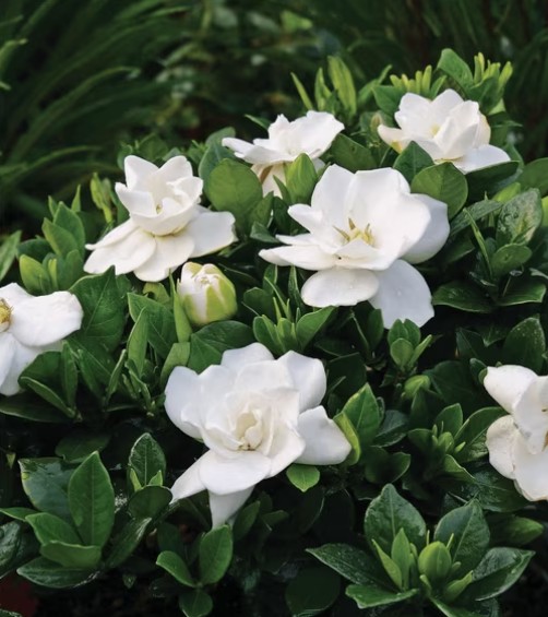 jasmine