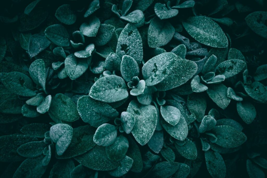 Close-up of dark green fuzzy leaves with frost.