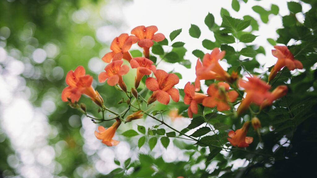 Orange trumpet flowers blooming on a vine with green leaves.