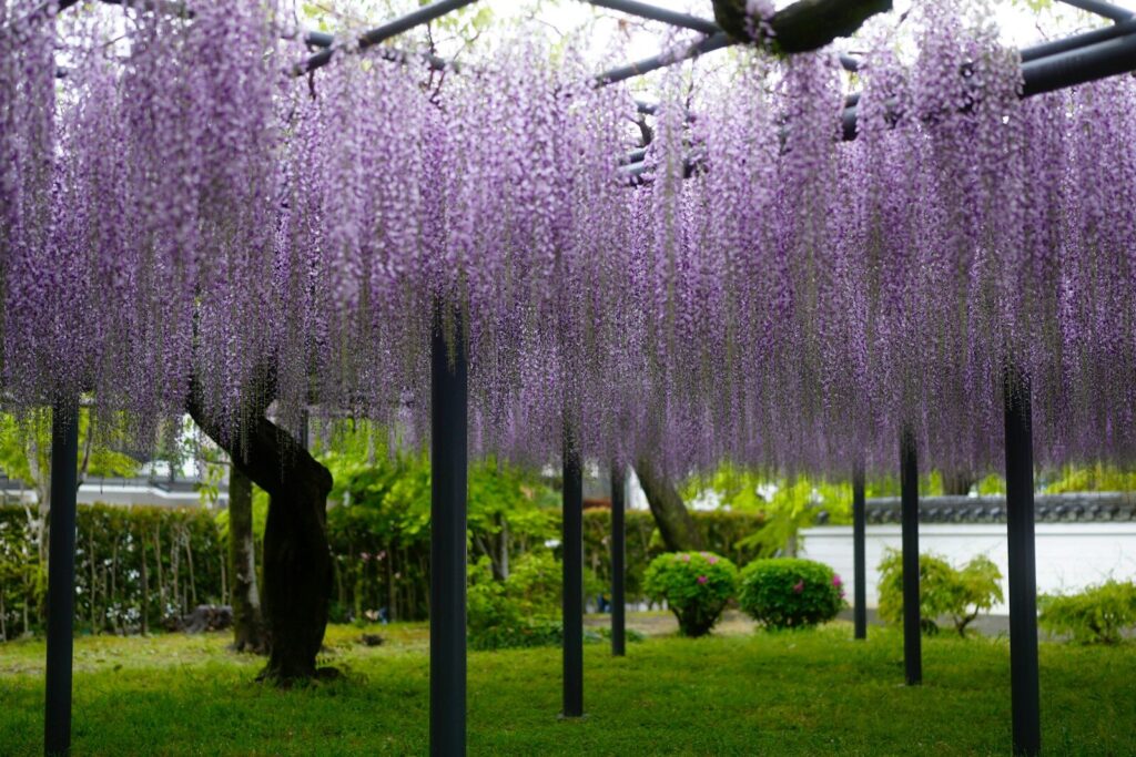 Purple wisteria flowers hanging from a pergola