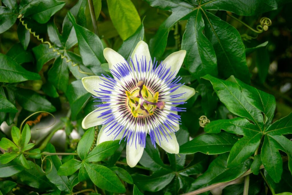 a blue and white flower surrounded by green leaves