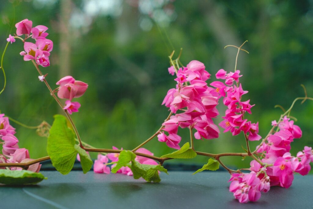 Vibrant pink vine flowers on a dark surface.
