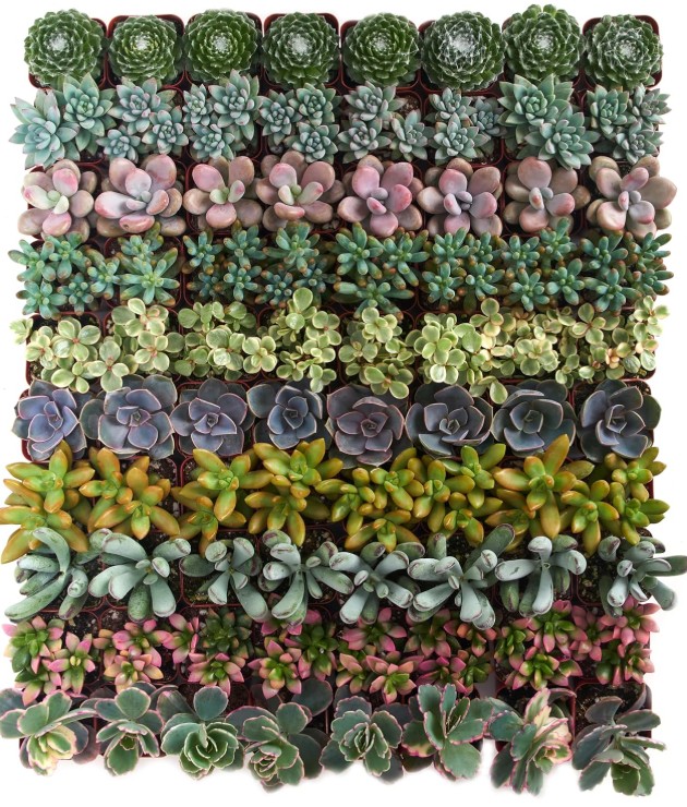 succulents